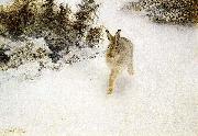 Winter Hare bruno liljefors